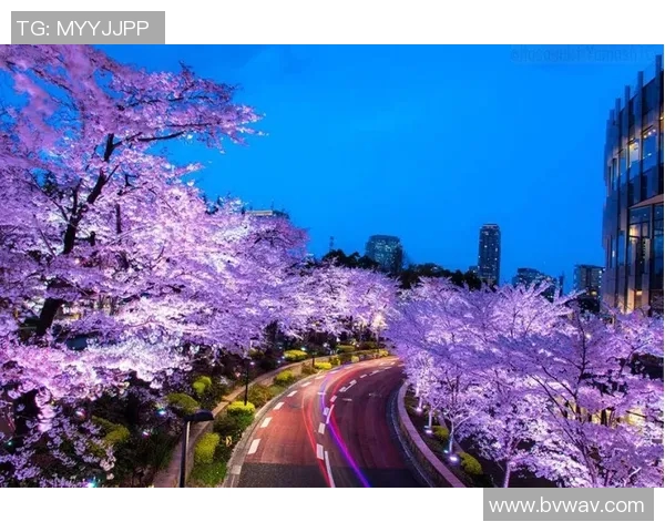日本篮球明星樱花绽放的季节她的故事与梦想